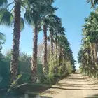 نخل زينه واشنطونيا (واشنطني)