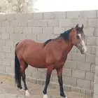 حصان للبيع