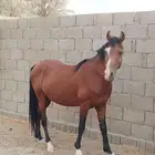 حصان