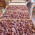 تمر مبروم جملة للبيع