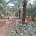 نخيل عربي واشنطني زينه ثمره جميع المملكه وصل مزروع