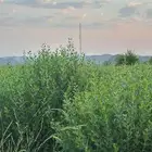 حناء وسدر صافي بدون اي اضافات ومشاط كميات يوجد خصم