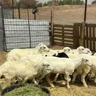 رخال رفيديات