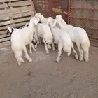 6رخال اسمان ونظاف وشعره