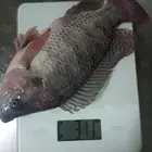 بيع سمك بلطي بسعر مناسب طازج وحي من المزرعه جميع الأحجام