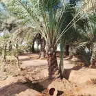 فني نخيل وأشجار تكريب وتشويك وركز وغرس وزراعة خضار وثيل وبرس