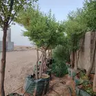 غرس وتوريد جميع انواع السدر والزيتون لتوصل