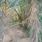 نخيل للبيع لتواصل جوال
