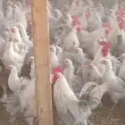 دجاج بياض فيومي المنيو