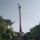 نخل وشنطني زينه