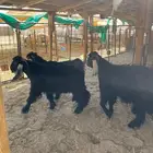 2 تيوس عوارض مشاريع فحول