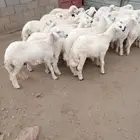 28 من البهم اسمان ونظاف وشعره وشرط من كل شي