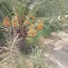 نخل ارياض المزحميه تبرك الجله لبخه القرنه الدودمي البجاديه ع
