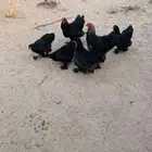 براهما اطقم ياهل براهما