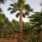 نخل واشنطني