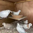 قماري هولندي