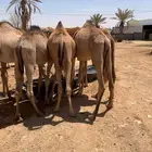 متوفر حلال ممتاز وجاهز للتربية او الذبح باسعار ممتااازة
