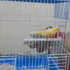 ذكور كناري سوري