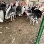 للبيع دجاج وديوك رومي