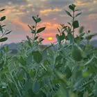 حناء وسدر توصيل جميع مناطق المملكة جملة وتجزئة