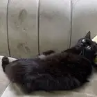 لتبني أليف ولعوب وهادئ