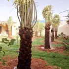 نخل مثمر نقايل جثايث نخل واشنطني اخلاص سكري برحي صقعي شيشي ه