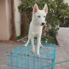 كلاب اعزكم الله مو مهجنه