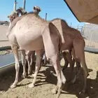 القعدان المرابي واللحم اللي يبيض الوجه من مزرعتنا