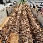 تنسيق حدائق ابو عدي