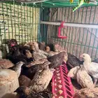 سمان عمر 45 يوم