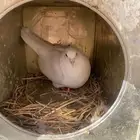 حمام   فرنسي للبيع