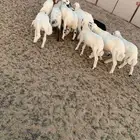 بهم العدد 12 كلها طليان عمارها شهرين بهم طيب ونظيف شرط