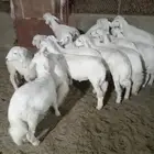 14 رخل فل شحم ونظافه وشعره مقنوي ولا من بغا يترزق الله