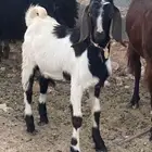 للبيع تيس عمره سبع شهوور