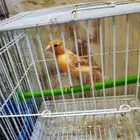 جوز كناري سوري تم البيع