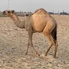 بكره للبيع