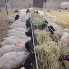 برابر تيوس نعيمي سواكن للبيع
