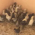 صوص بلدي للبيع