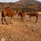 ناقتين مع بكارها على اسوم مني حاد فيها