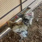 دجاج براهما كلمبي للبيع