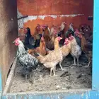 دجاج بلدي بعضه يبيض وبعض باقي له العدد43تقريبا