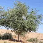 يوجد لدينا جميع انواع الأشجار التوصل علا