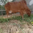 بقرة