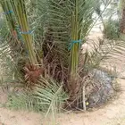 فروخ وجثايث طيبه