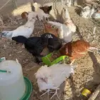 بشاير ( براهما لوهمان بولش )