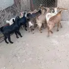 12 من العرس فل شحم ونظافه وشعره