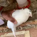طيور سمان تكساس