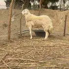 فحل حري صنف الصنف نادر