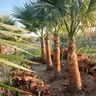 يتوفر لدينا نخل للبيع عربي وشنطن