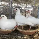 زغاليل حمام فرنسي سوبر جامبو